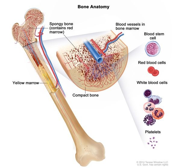 Bone Marrow Concentrate: Application and Techniques
